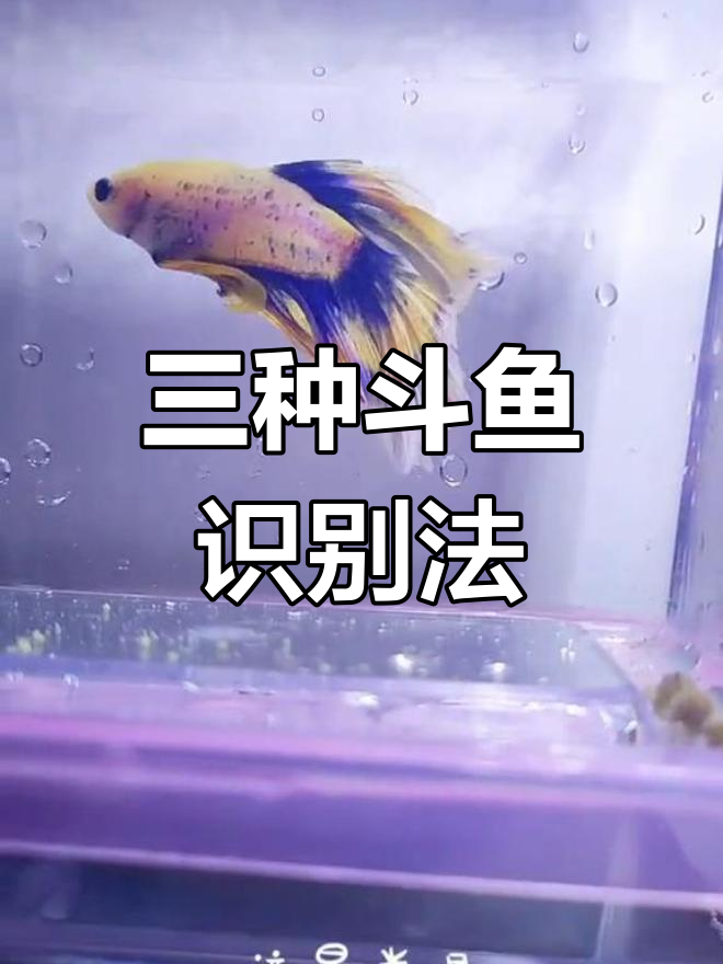 斗鱼种类大揭秘:半月、马尾与狮王