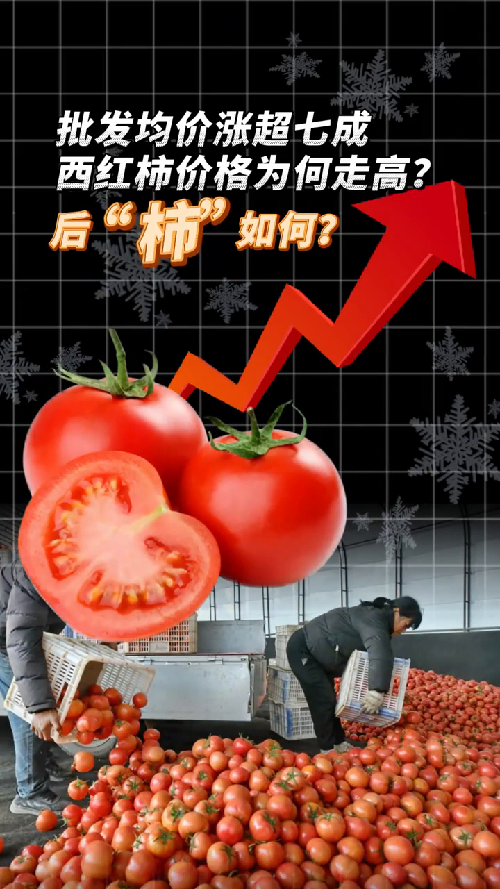 批发均价涨超七成,西红柿价格为何走高?后“柿”如何?