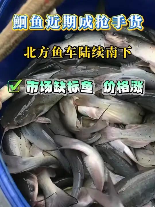 近期鮰鱼市场标鱼与超大鱼行情表现亮眼,价格稳中略涨,江苏标鱼、成都区域鮰鱼因品质与需求支撑