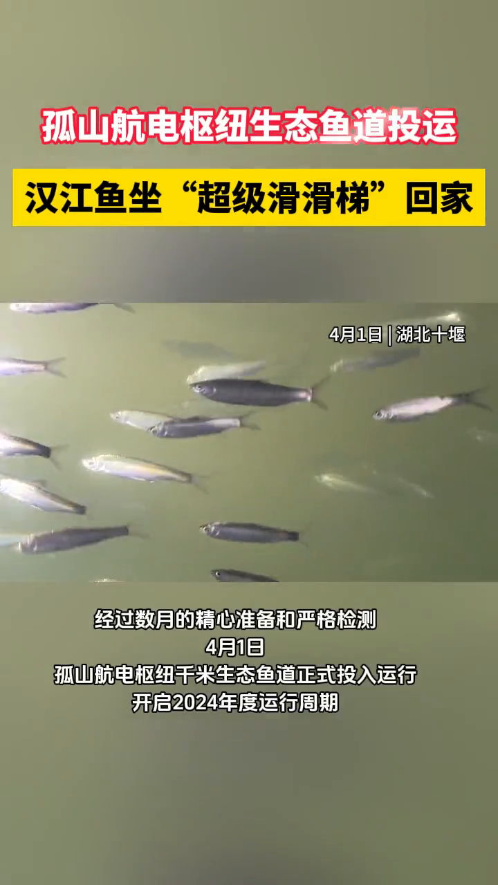 孤山航电枢纽生态鱼道投运 汉江鱼坐“超级滑滑梯”回家