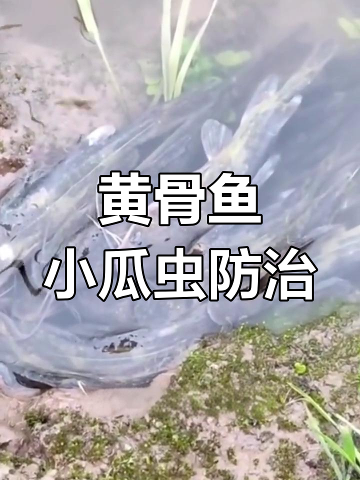 春季黄骨鱼小瓜虫爆发,如何应对白点病?