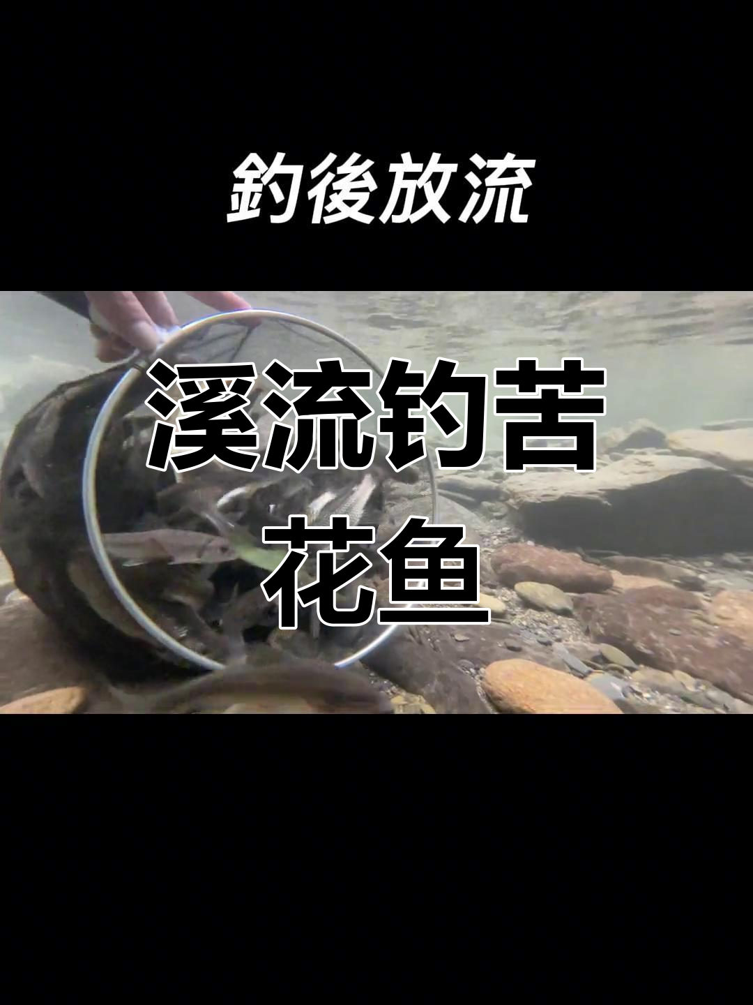 溪流钓苦花鱼,挑战与乐趣并存