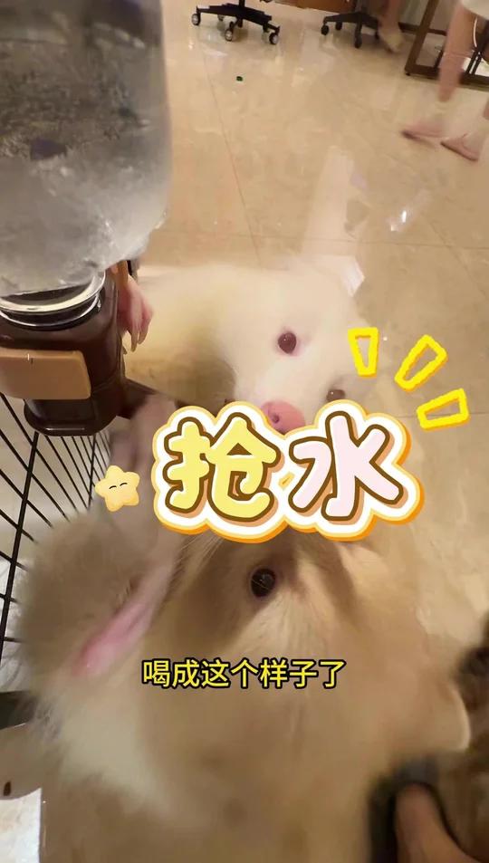 元宝和黑子抢水壶，晓晓偷吃鸡蛋！