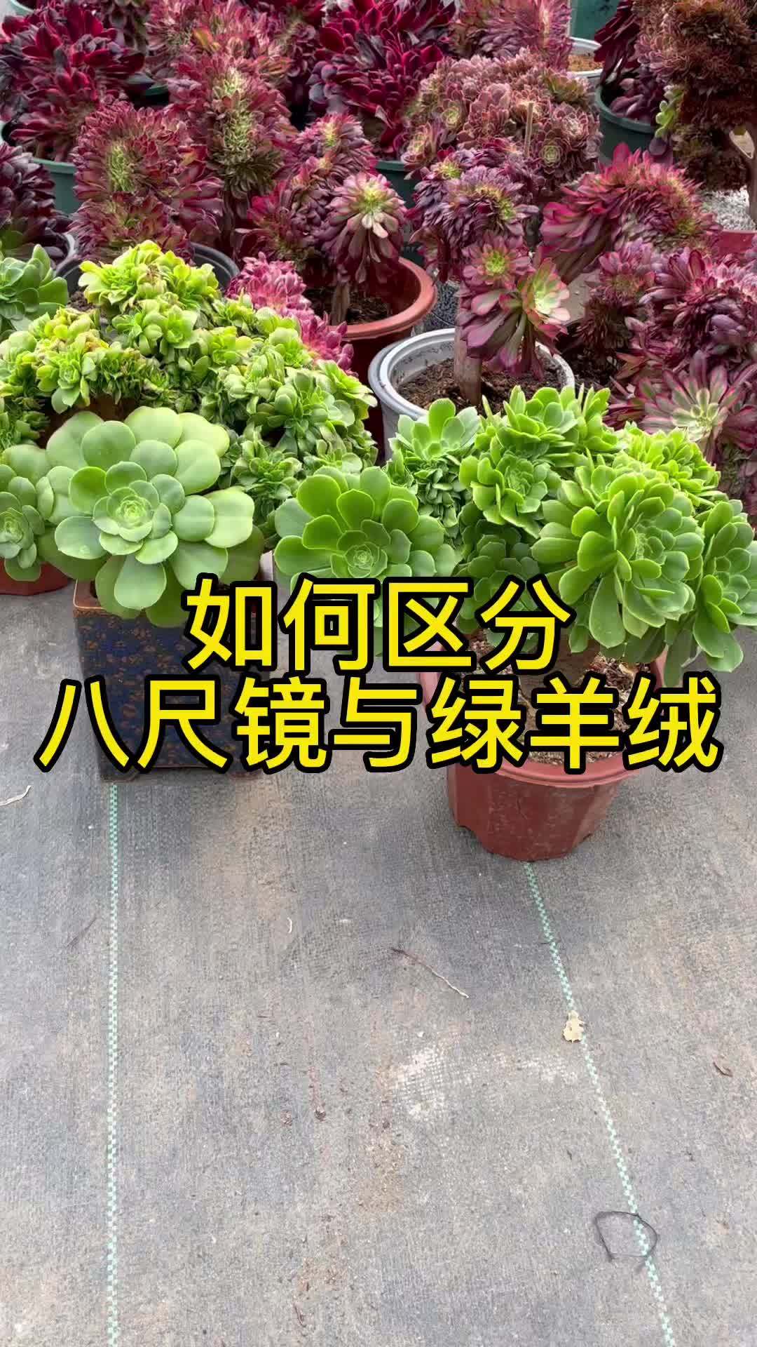 八尺镜与绿羊绒是有区别的 露养多肉花园
