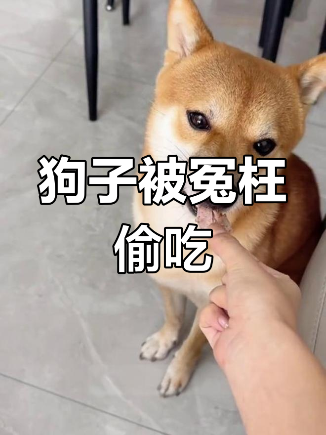 柴犬偷吃烤鸭被发现,表情超委屈!