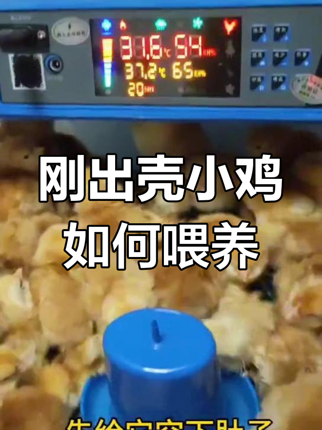 小鸡出壳后多久喂食?正确喂养技巧提升成活率