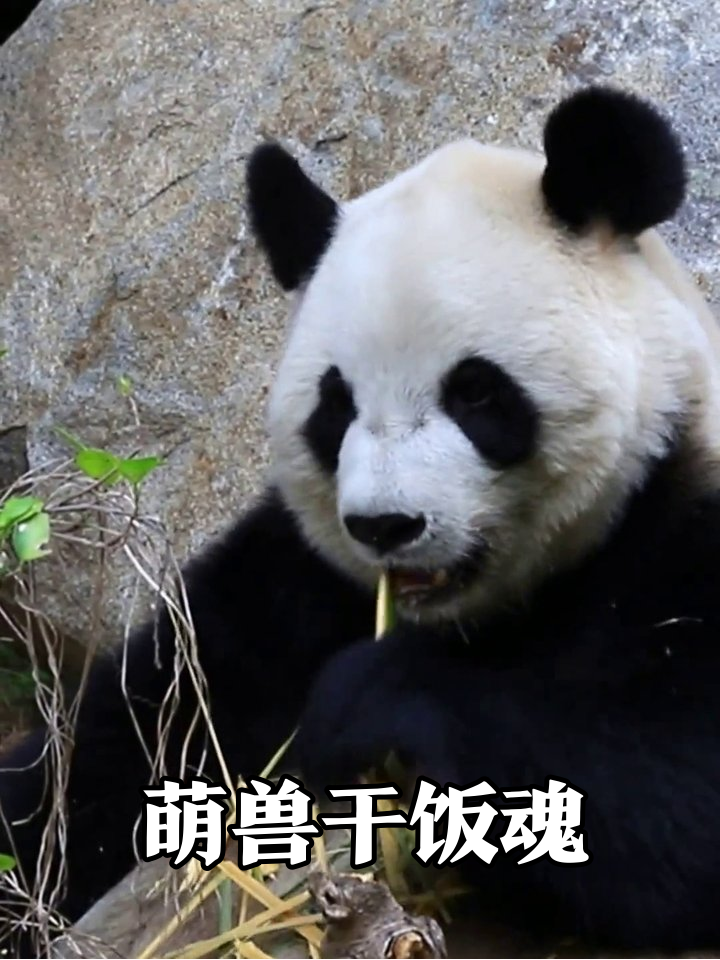 袋鼠怼脸抢食、熊猫啃竹表情包,萌兽干饭名场面太治愈!