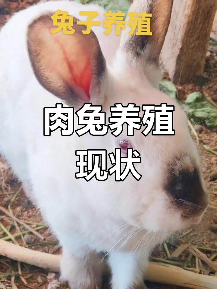 农村肉兔养殖前景与成本分析