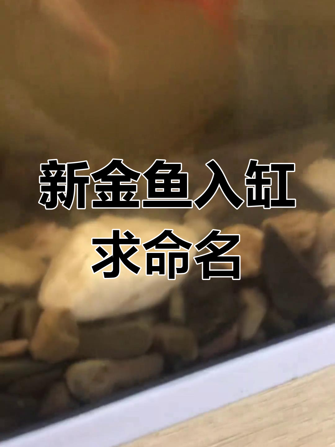金鱼新成员,草巾和鹤顶红混养,谁能取个名字?