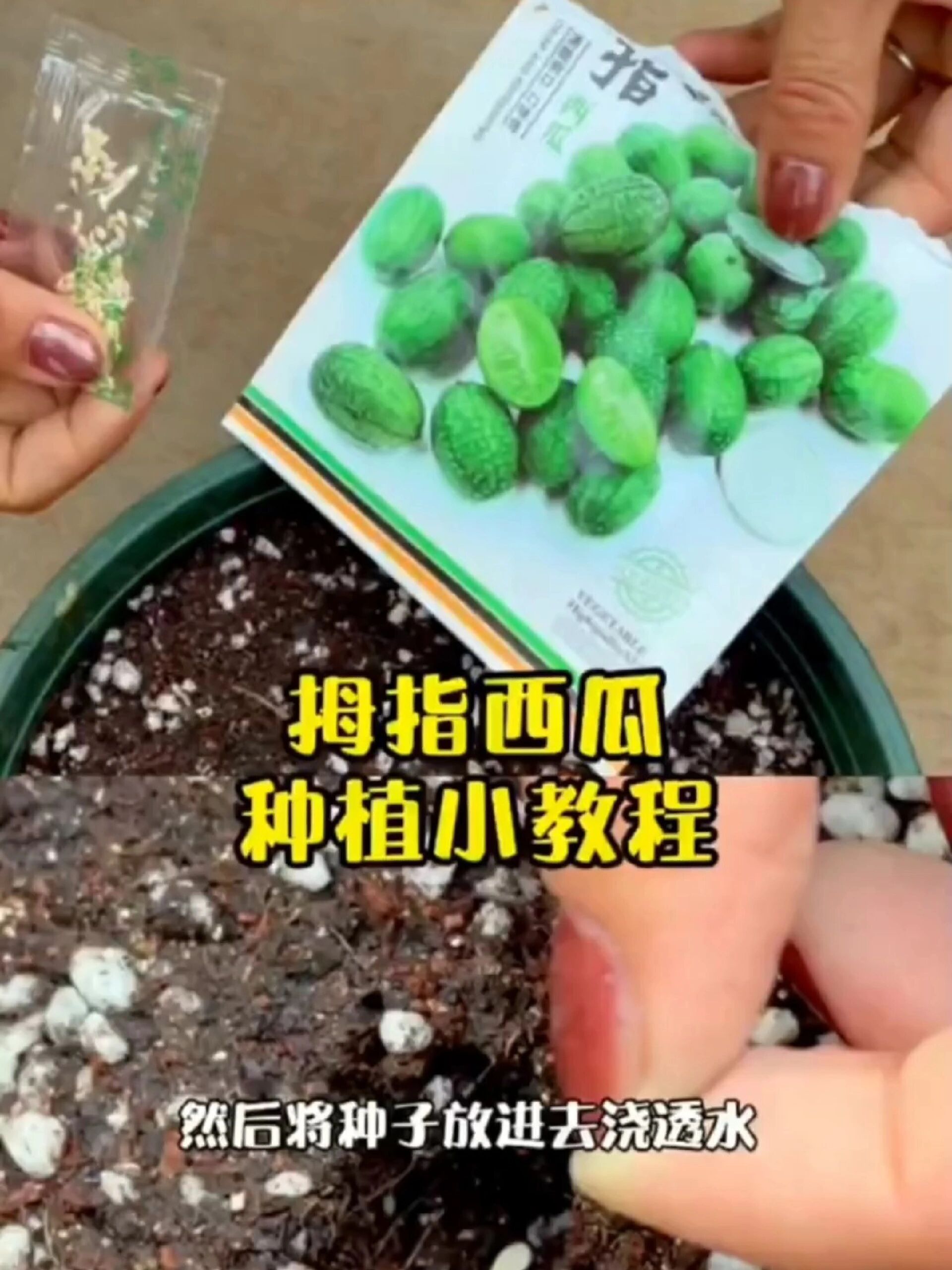 拇指西瓜 种植小技巧