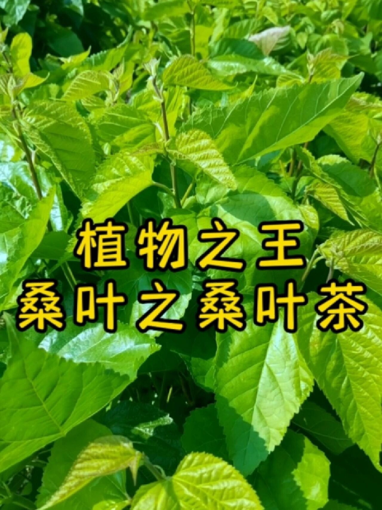 桑叶的功效与作用!