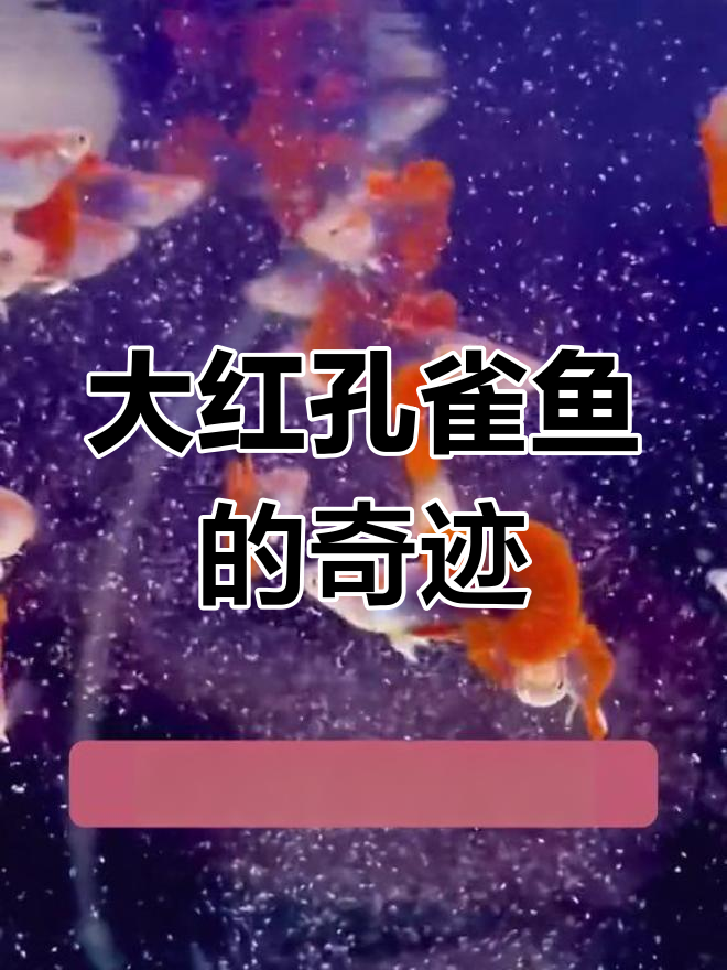 见过比锦鲤更炫彩,繁殖力惊人的大红孔雀鱼吗?