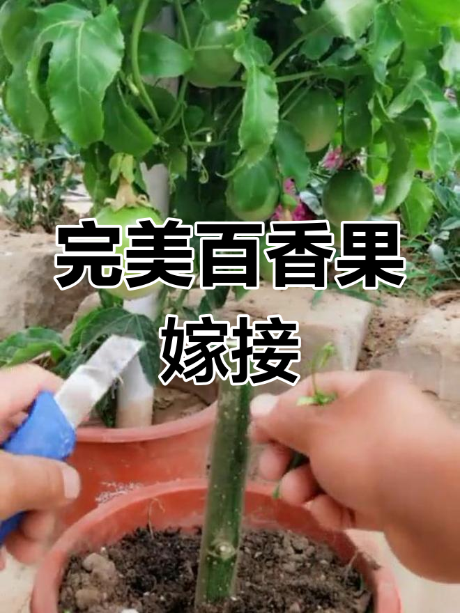 百香果嫁接技巧:从选材到成活全攻略