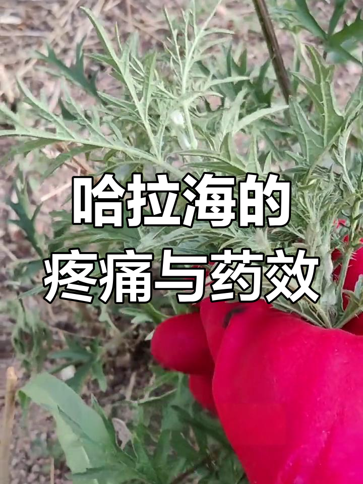 哈拉海蛰疼到不敢碰,竟然有这么多药用价值!