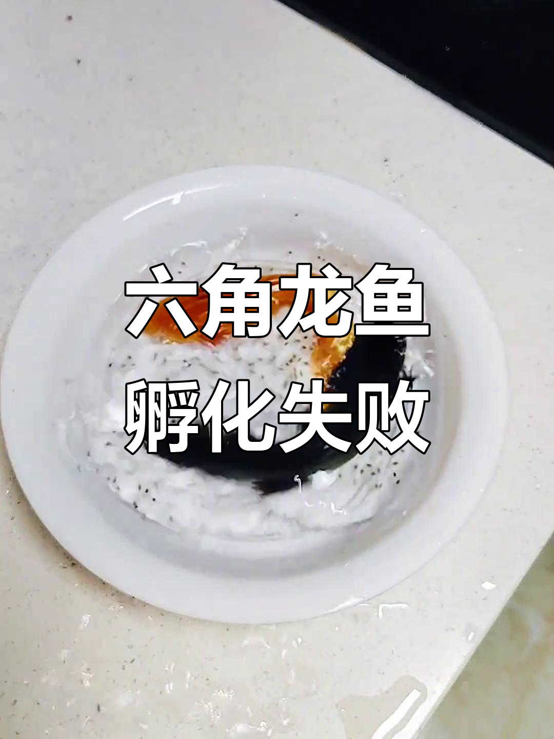 六角恐龙鱼产卵了，暴脾气老公一碰就甩孩子满地