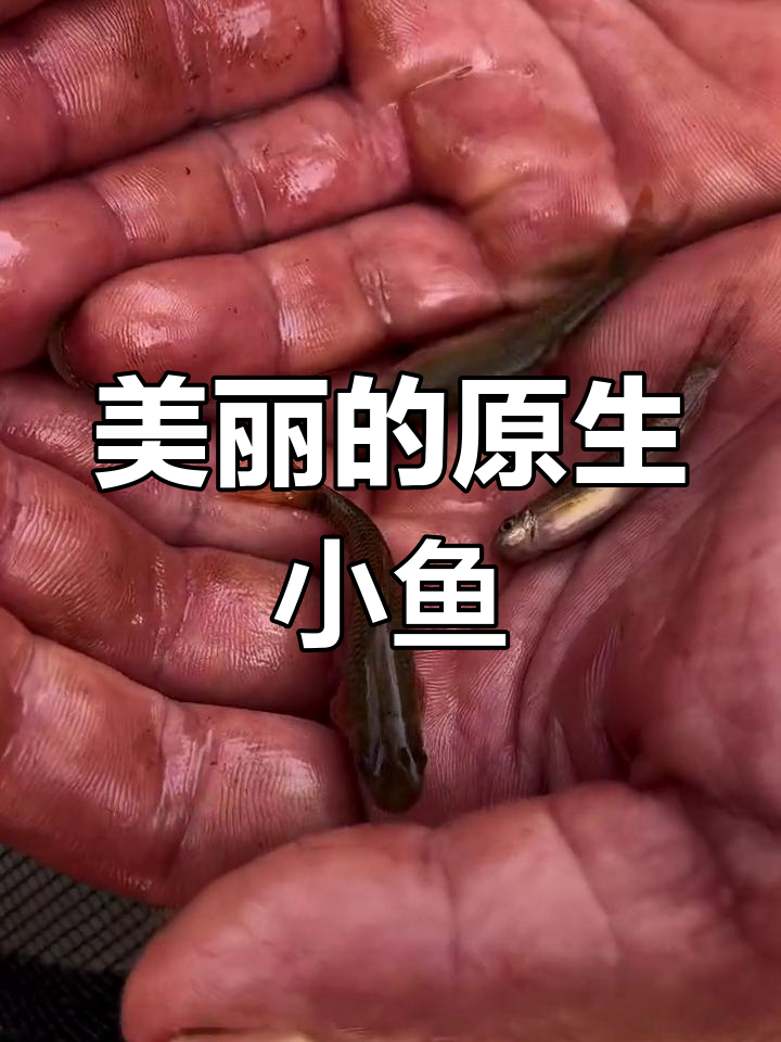 云南盘鮈:美丽的小型观赏鱼