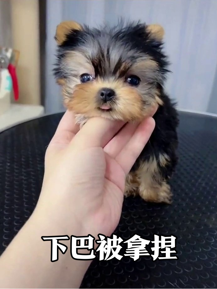 小狗被摸下巴秒变表情包,举高高时眼神呆萌萌翻了