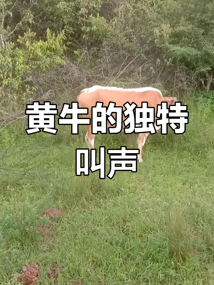 牛叫声大揭秘,原来每头牛的声音都不同!