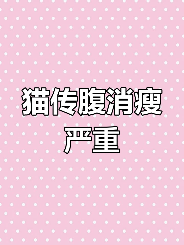 猫咪传腹病,不吃不喝暴瘦成皮包骨