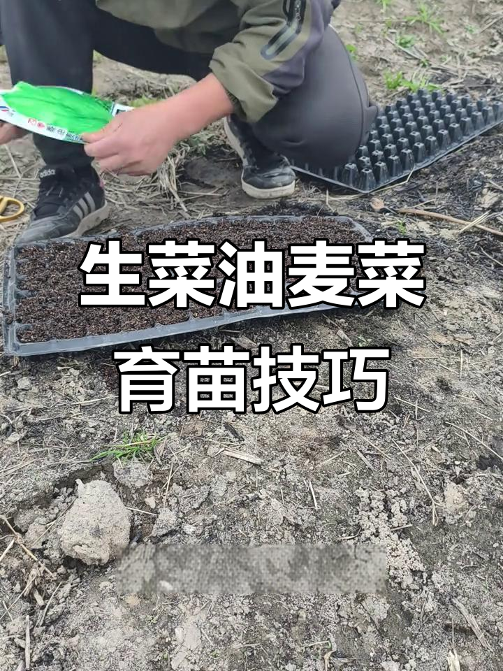 3月16日育苗盘种生菜油麦菜，移栽技巧大揭秘
