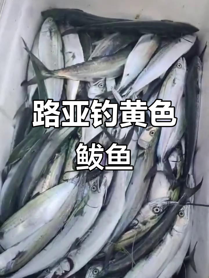 鲅鱼路亚钓技巧大揭秘,夜光铁板与小饵搭配效果惊人