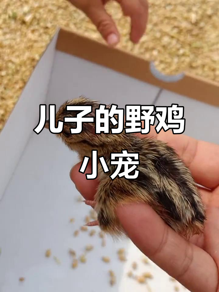 小可爱野鸡崽子,我儿子的小宠物成长记