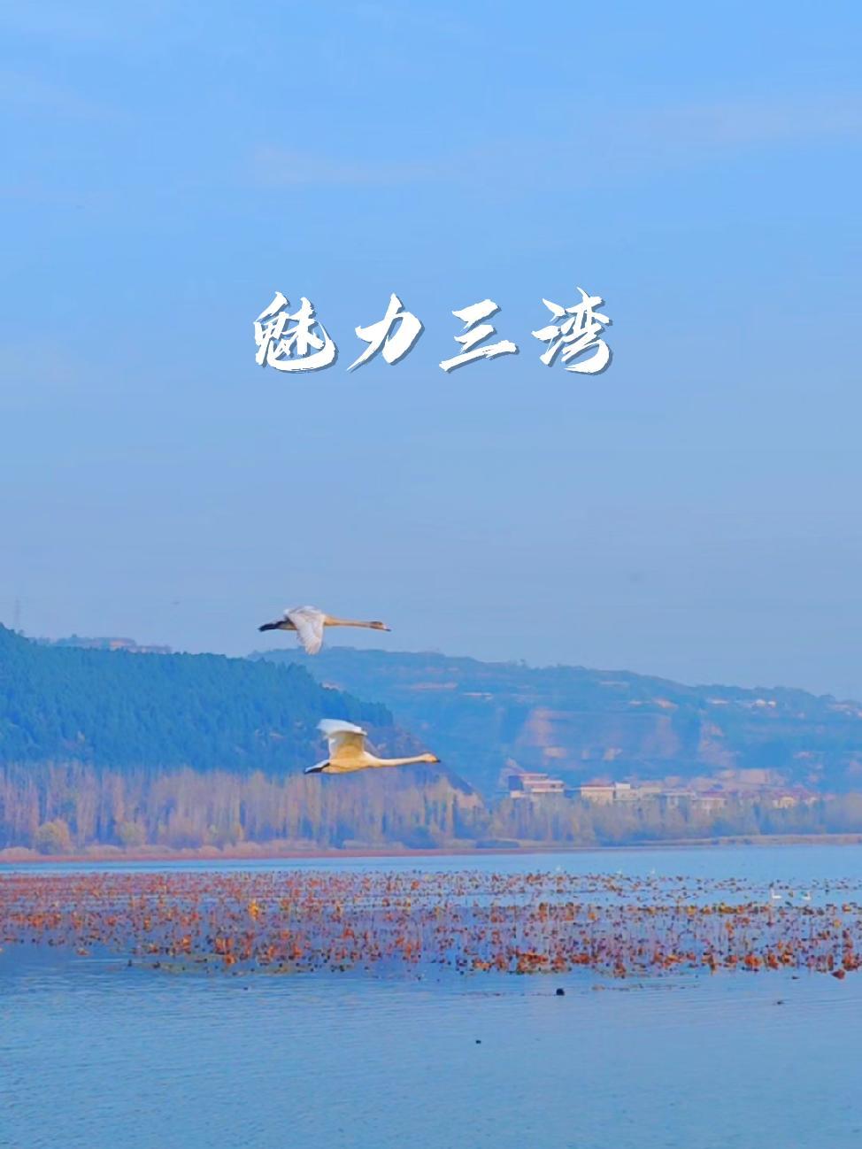 魅力三湾——大天鹅又飞回来了 山西运城平陆县大天鹅生态湿地公园 白天鹅 美丽的天鹅湖 人与