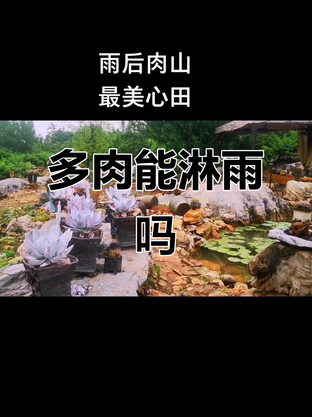 多肉植物能否淋雨?夏季养护全攻略