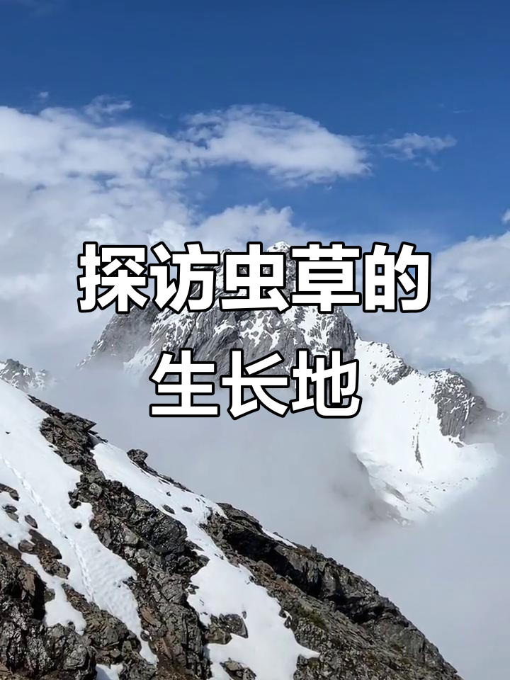 虫草生长环境揭秘:雪山之巅的奇特探险