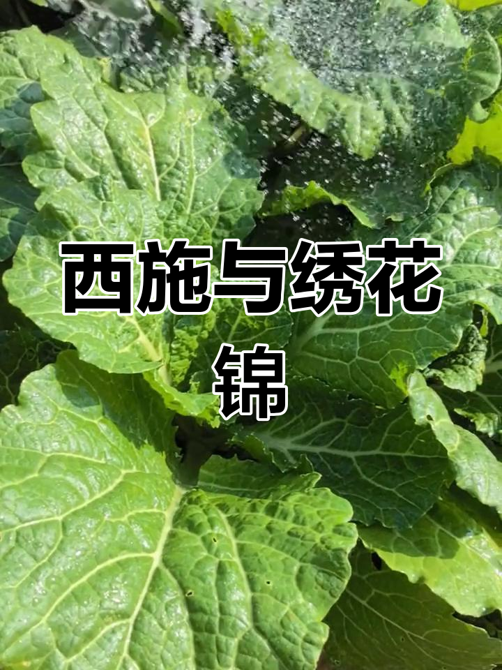 绣花锦菜因西施洗胭脂而得,香气扑鼻,口感独特