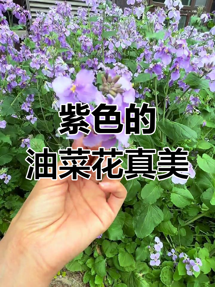 第一次见紫色油菜花,春天里的美丽惊喜
