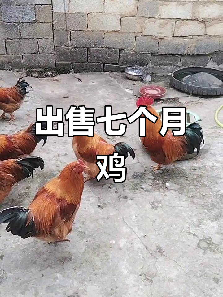 七个月大的小鸡,你愿意买吗?