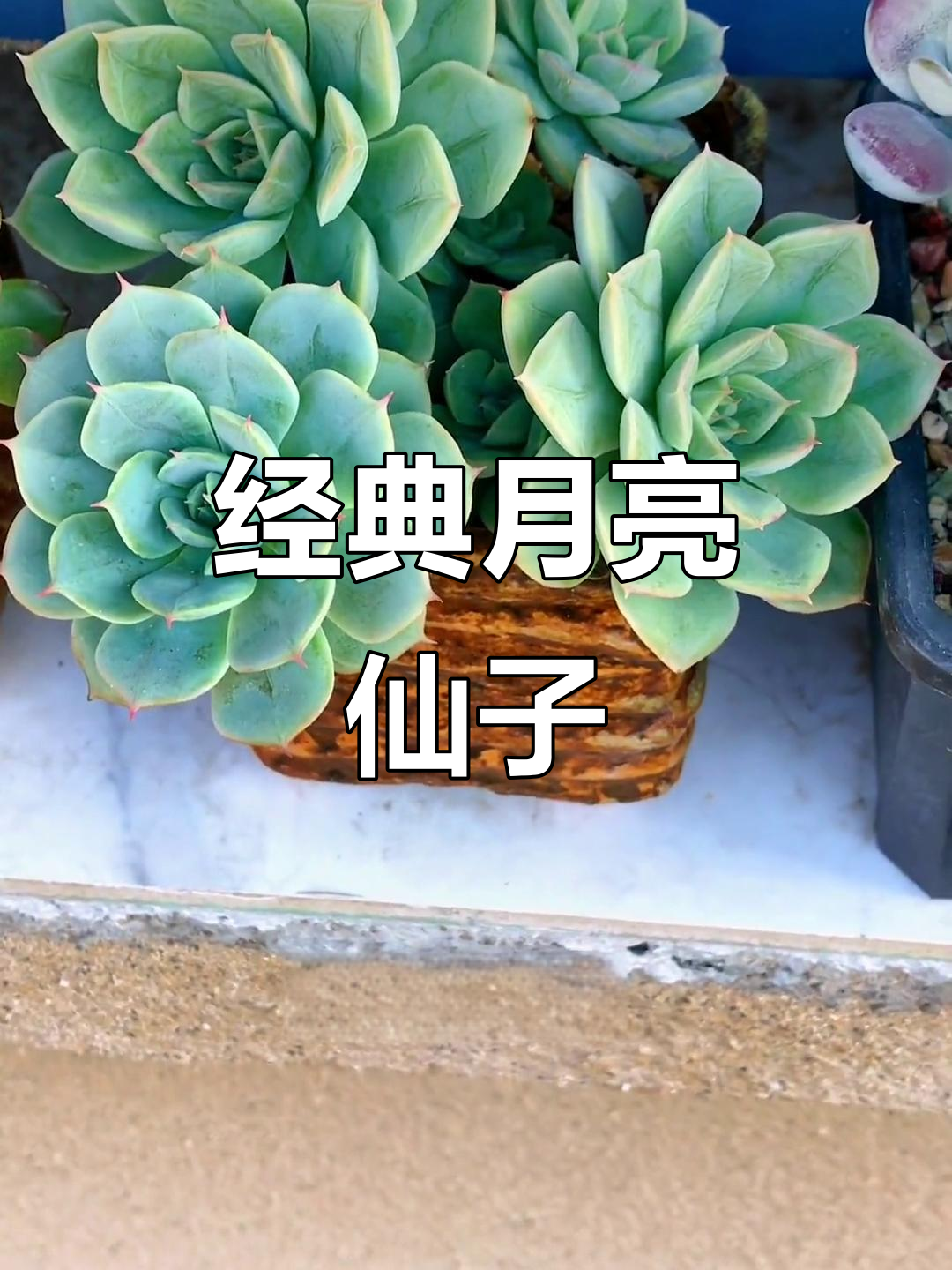 月亮仙子,经典多肉,易养且株型完美