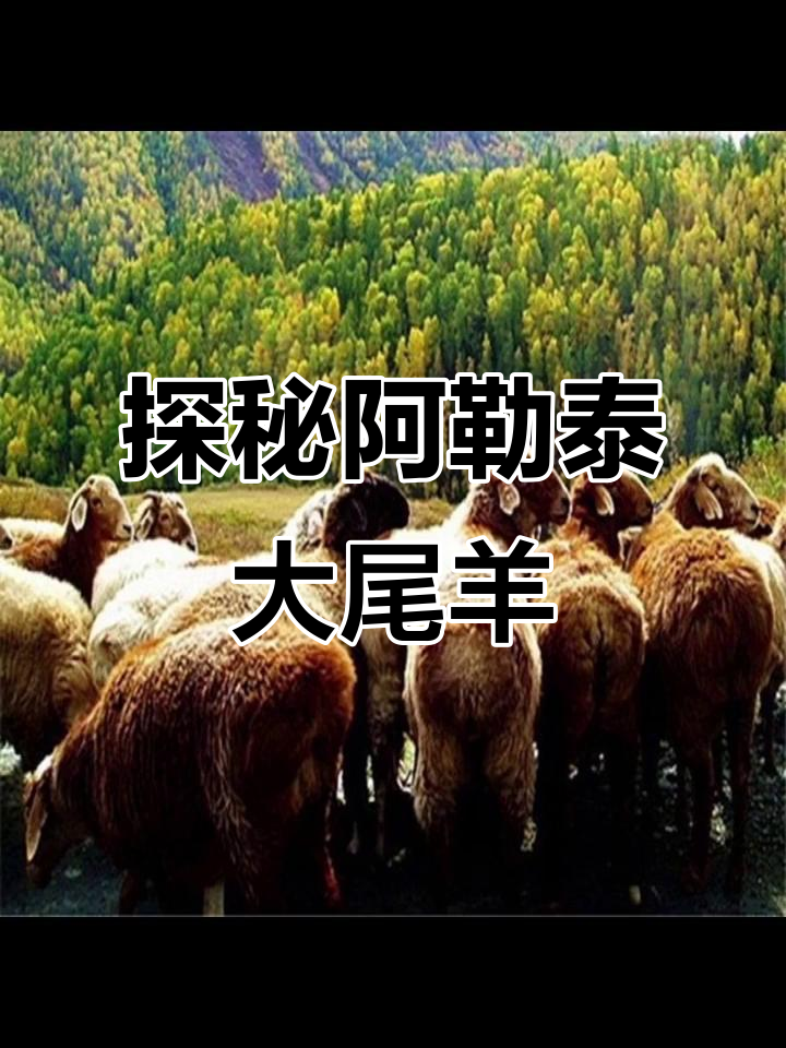 阿勒泰大尾羊:资深美食家才知道的美味秘密