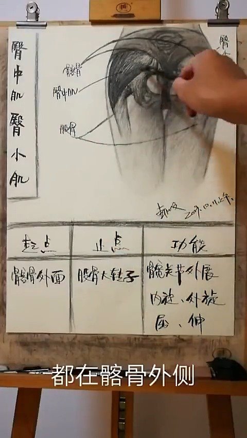 健身小白入门课——全身肌肉起止点(素描版) 这是健身最基础的东西