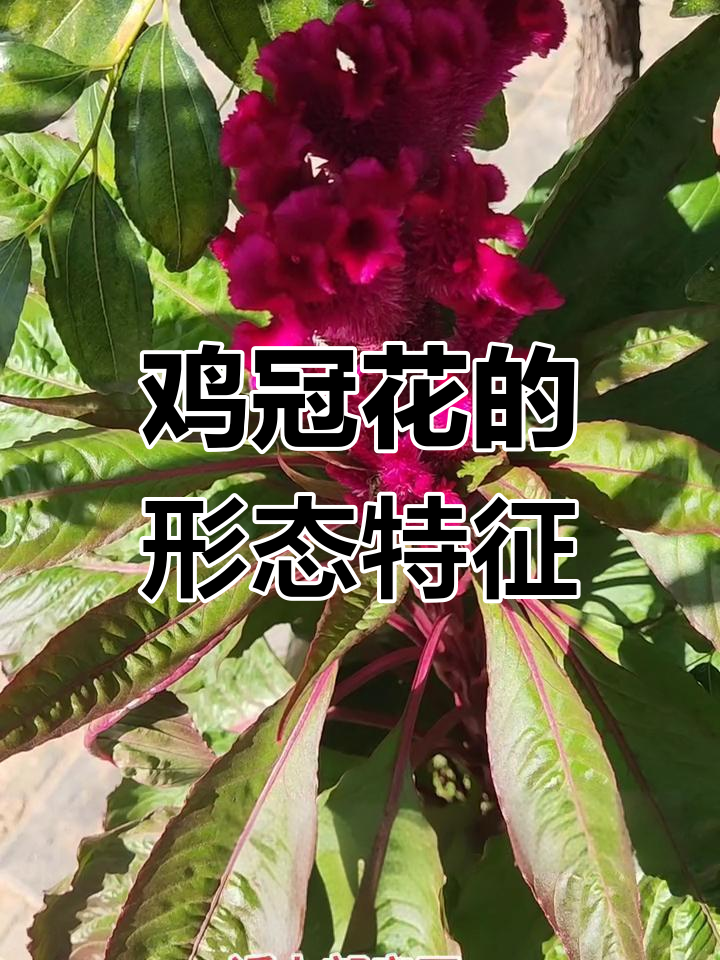 鸡冠花:苋科植物的特征与形态解析