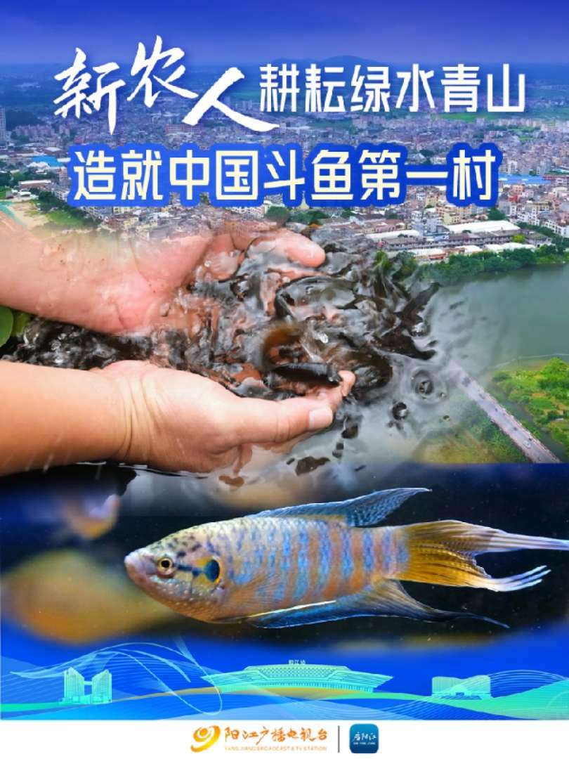新农人耕耘绿水青山 造就中国斗鱼第一村