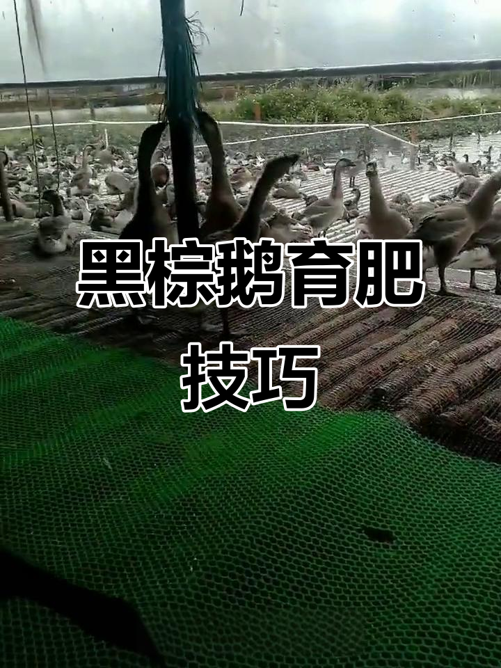 清远黑棕鹅育肥技术大揭秘,助力三农发展