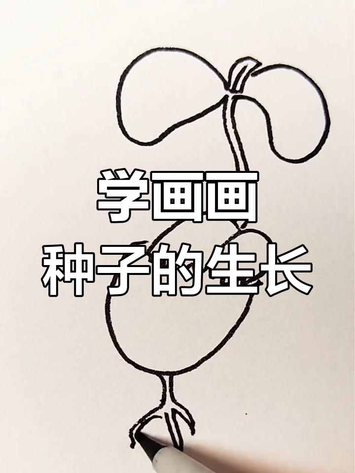 种子发芽的简笔画教程,轻松学会画根须和嫩芽