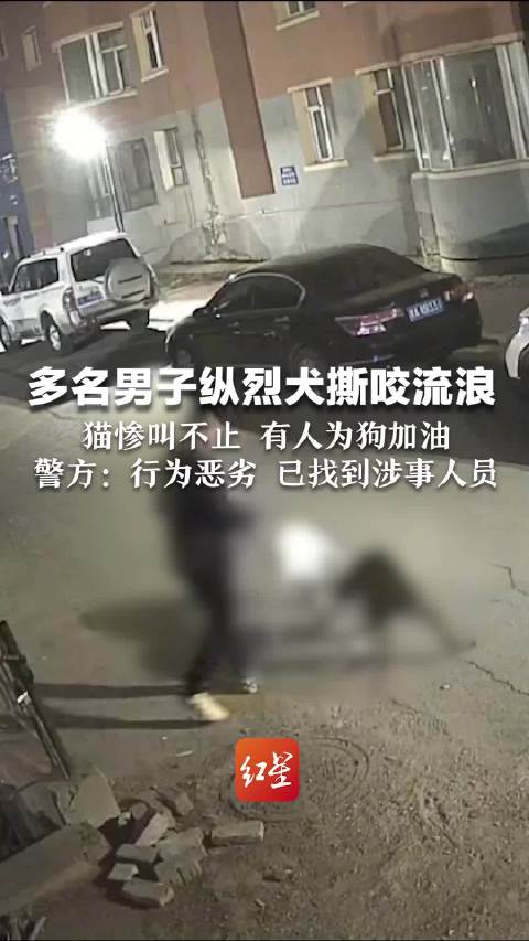 「多名男子驱使烈犬撕咬流浪猫 警方:行为恶劣 已找到涉事人员「发怒」」25日,长春市绿园区