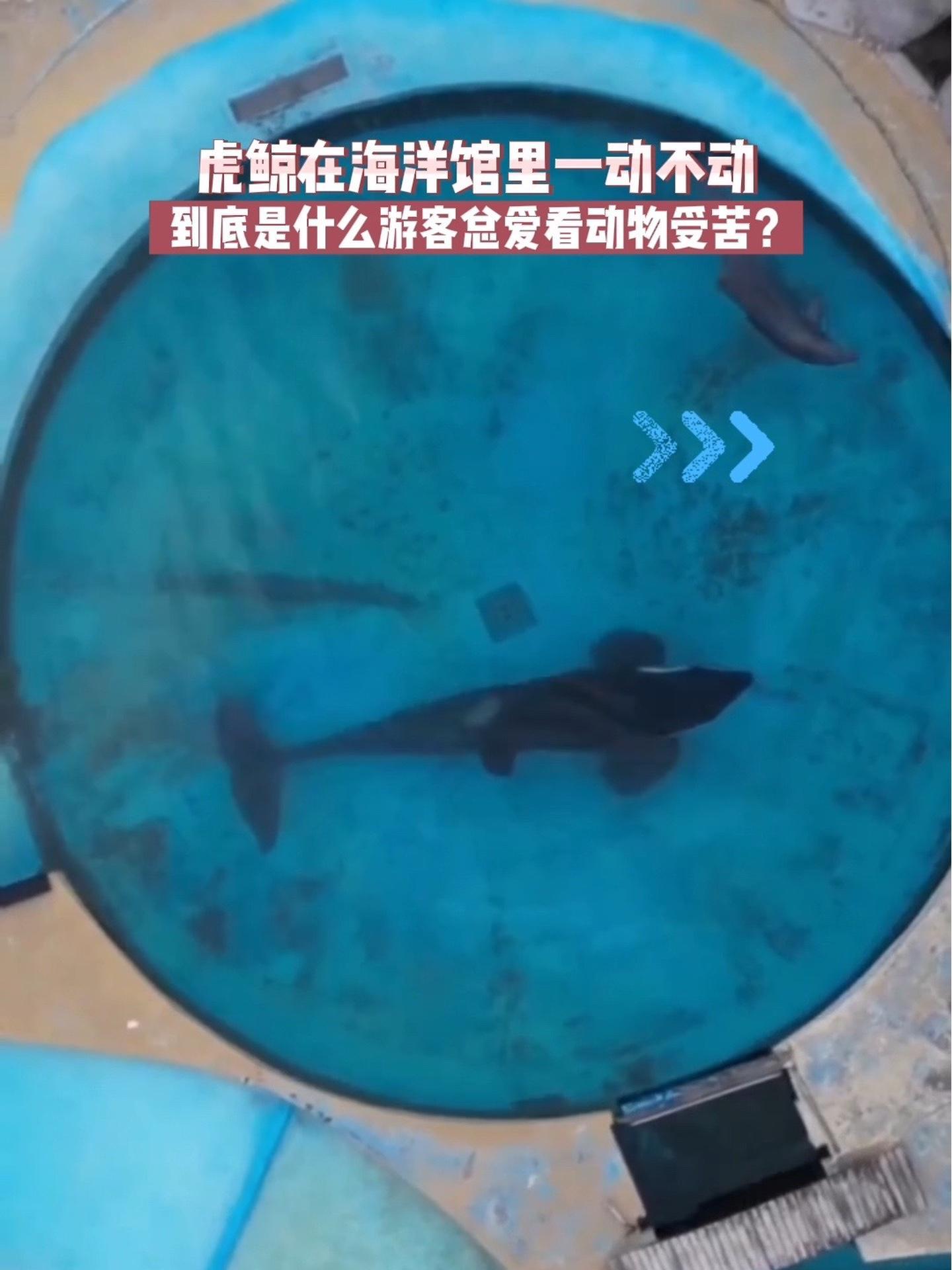 海洋馆里,虎鲸一动不动长达10分钟之久……海洋生物 万物有灵 虎鲸