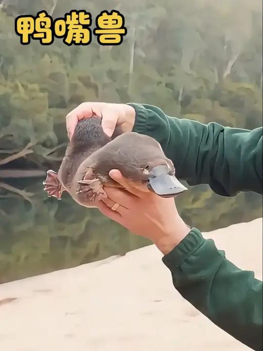 发明鸭嘴兽的人真是个天才!