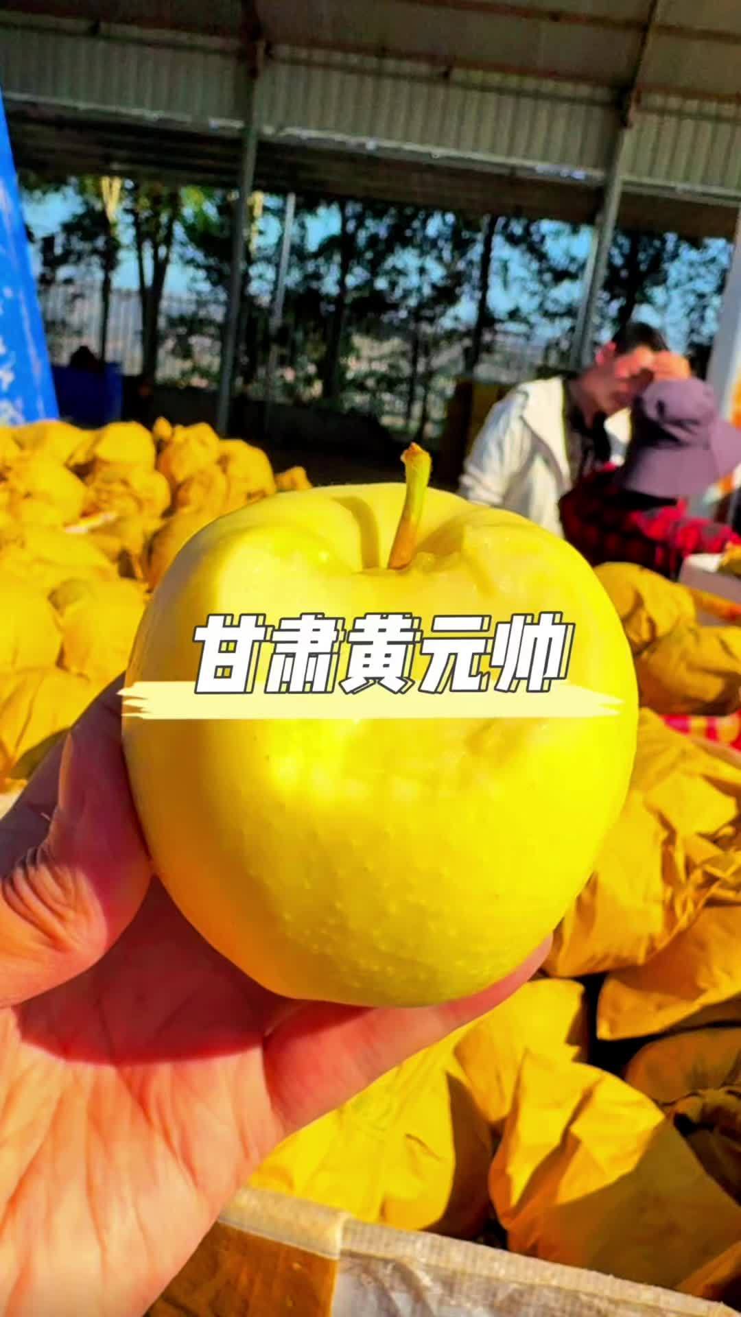 甘肃老品种黄元帅苹果,你吃过吗?特别适合老人和小孩吃的一款苹果,粉面香甜 创作灵感 新农人