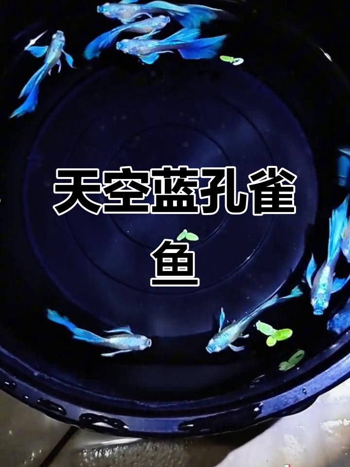这不是普通的鱼,而是如天空般美丽的孔雀鱼!