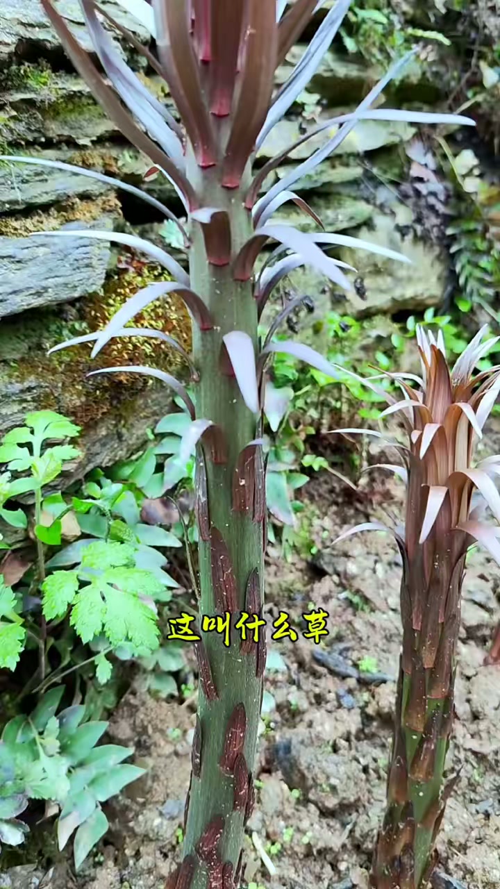 跟着实拍认识中草药，感受大自然的馈赠