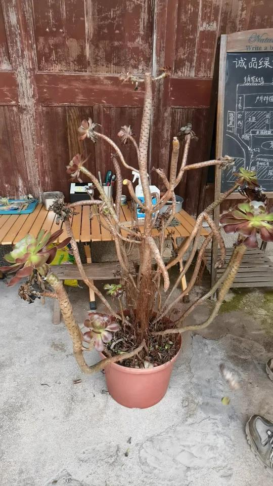 多肉植物黑腐病,不可小觑!快来学习这些防治方法吧