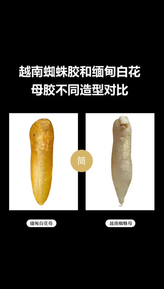 越南蜘蛛母胶和缅甸白花母胶对比!