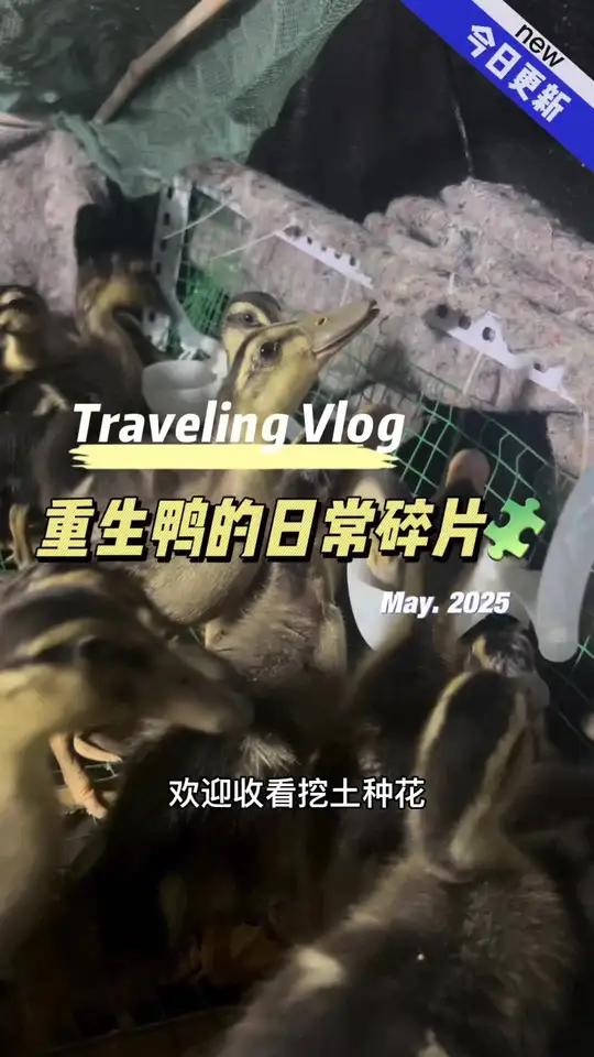 挖土种花却捡了两袋子鸭子,它们现在怎么样了呢?捡鸭子后续 