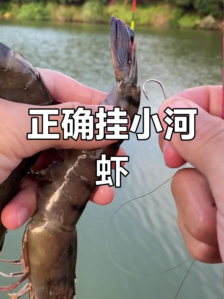 小河虾挂钩技巧大揭秘