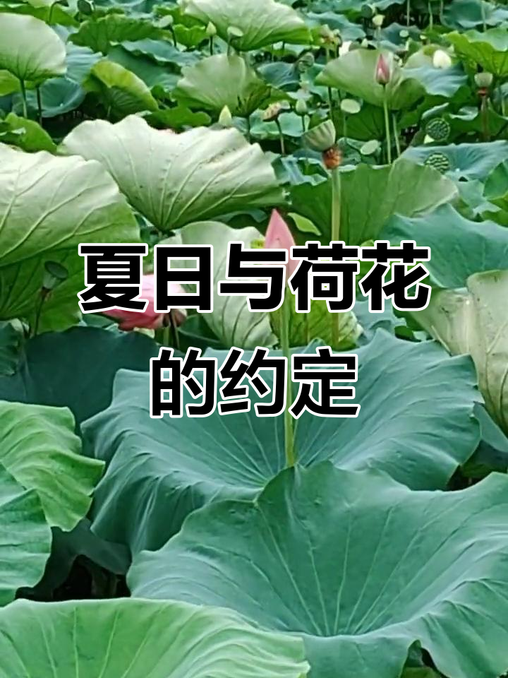 2023年7月30日,夏末将至荷花别错过!